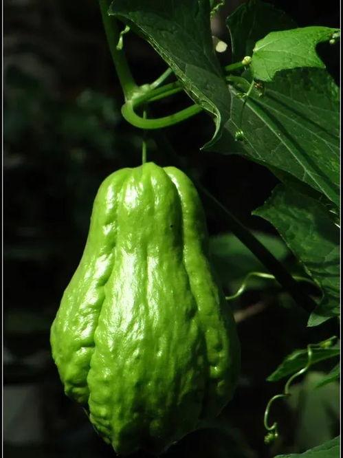 朝阳吃瓜群众一枚,揭秘京城街头巷尾的热辣话题